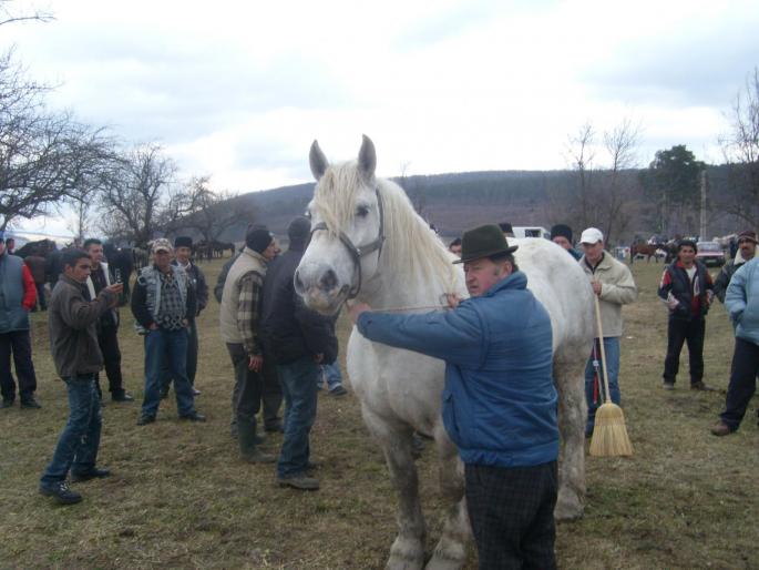 Sura - CAI RASA PERCHERON