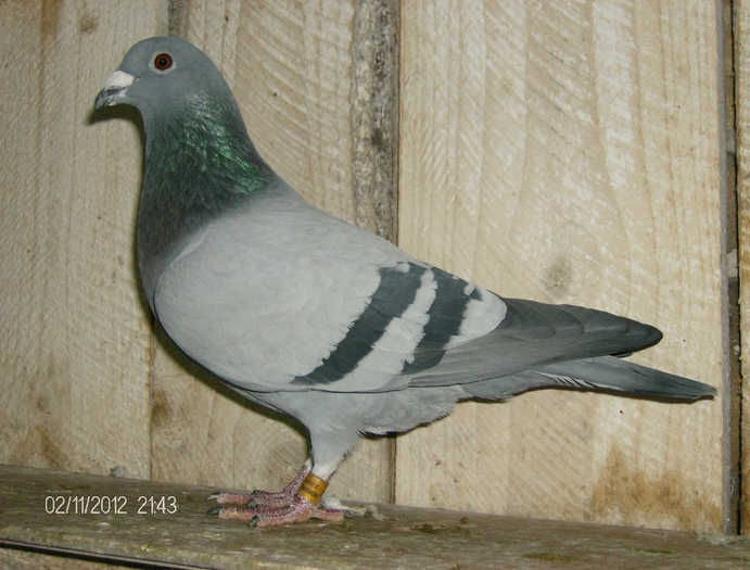 mascul comb leo van rijn leen boers - prasila 2010