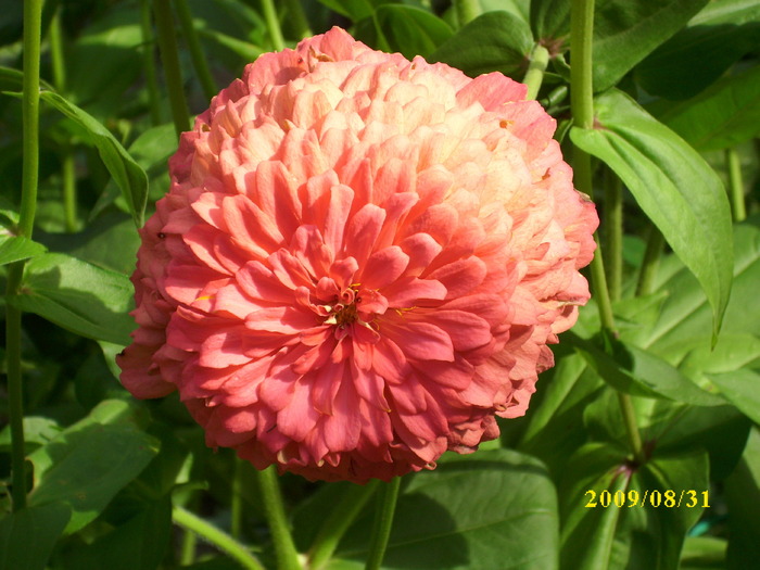 DSCI0715 - carciumarese-zinnia