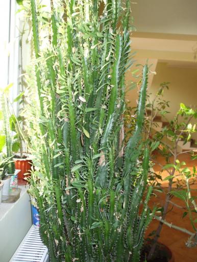 euphorbia trigona; cactus trigona
