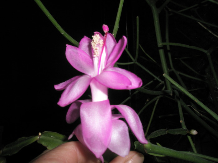 floare de Zygocactus - Zygocactus si Schumbergera