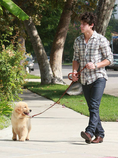 Birthday Boy Nick Jonas Takes Pup Walk 6tG45zdelu6l - nick jonas