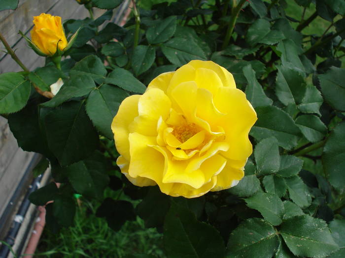 Rose Friesia (2009, May 13)