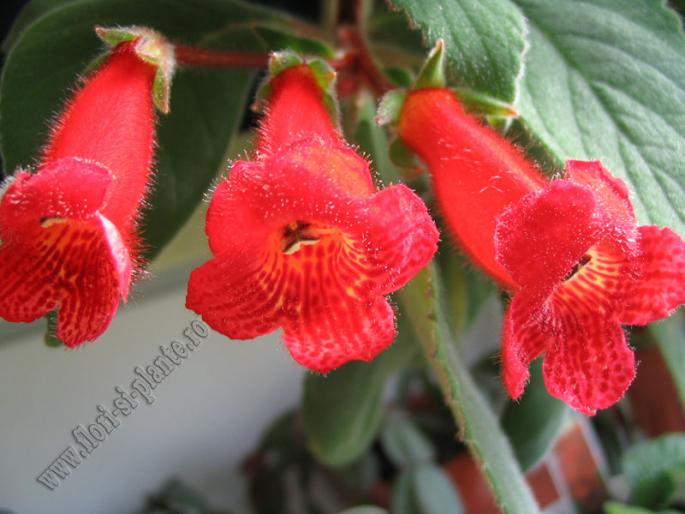 Kohleria Eriantha 1 - KOHLERIA I