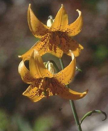 Lilium_columbianum - Flori de lilyum