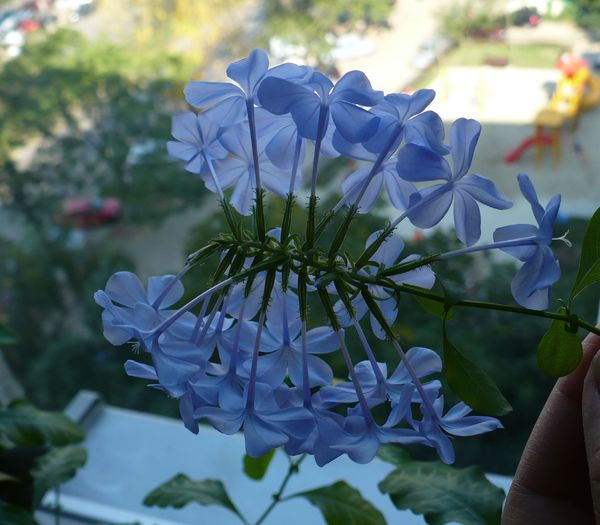 P1160590 - PLUMBAGO