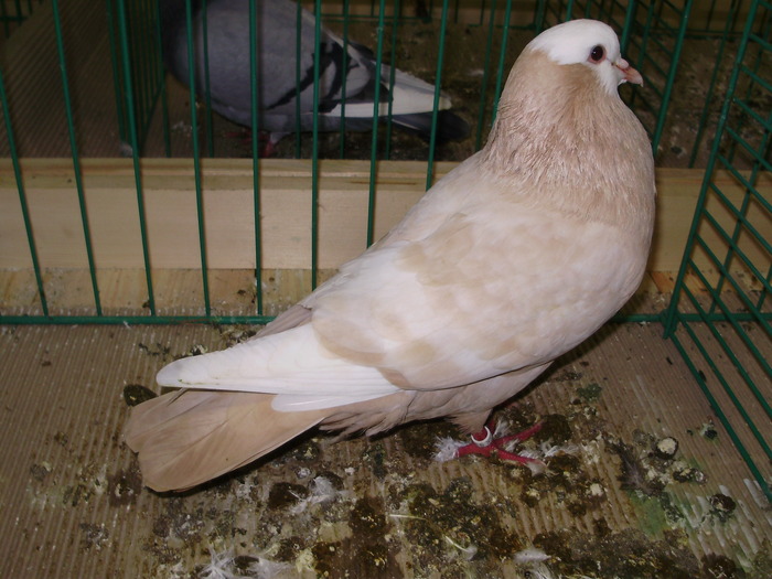 8960 s 1 - 1507 partea 3b