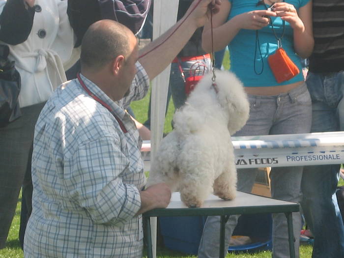 IMG_4788 - bichon frise