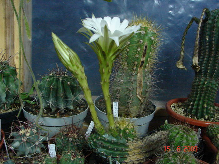 DSC06178