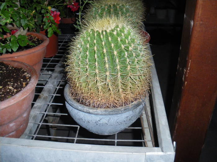 IMGP0178 - cactusi