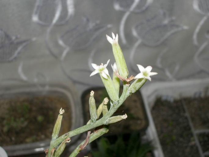 Adromischus - flori