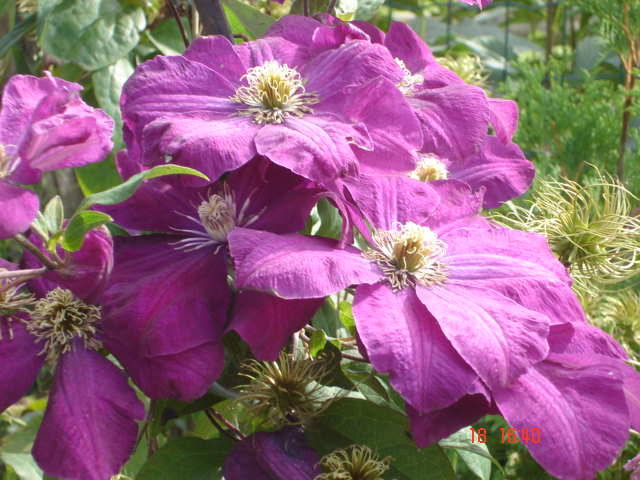 Sighisoara Aug.2006 106