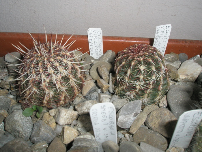 Echinocereus viridiflorus - 30.11