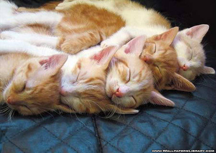 sleeping-cats- - Concurs CATS SLEEPING 2