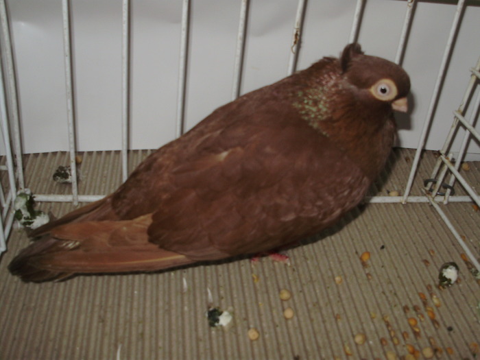 cta uni 6 - 1509 rom juc 1