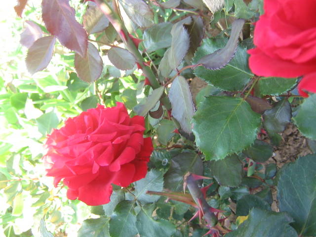 flori 370 - trandafiri