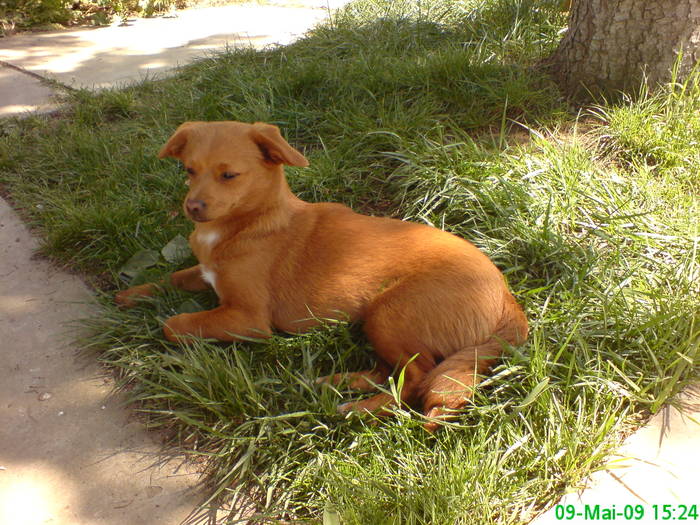 Bodyguard - Gradina Penelopei in luna mai