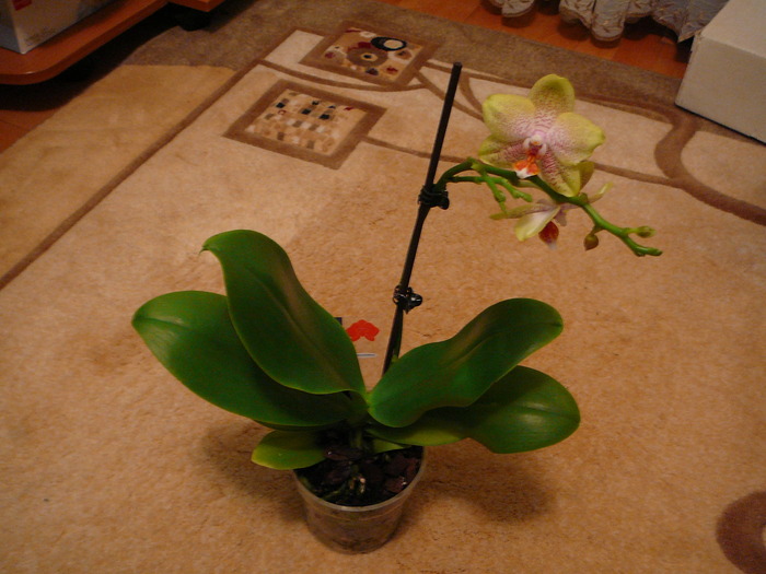 Phalaenopsis; Noua  Phalaenopsis
