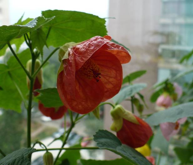 P1130573 - ABUTILONI