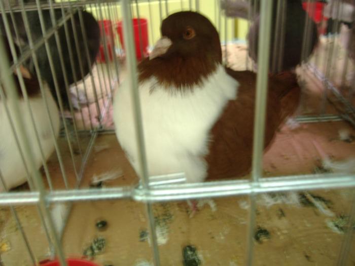 DISZNOVAGAS KEPEK 136