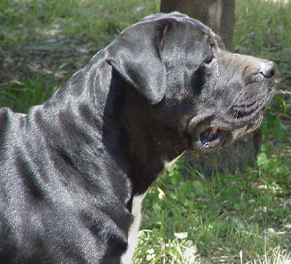 Saki 5 US.Can