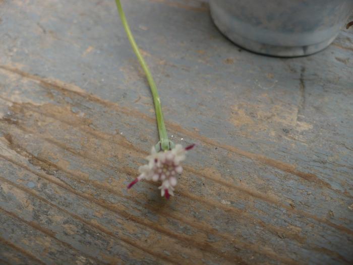 P1010909; senecio rowleyanus - detaliu floare
