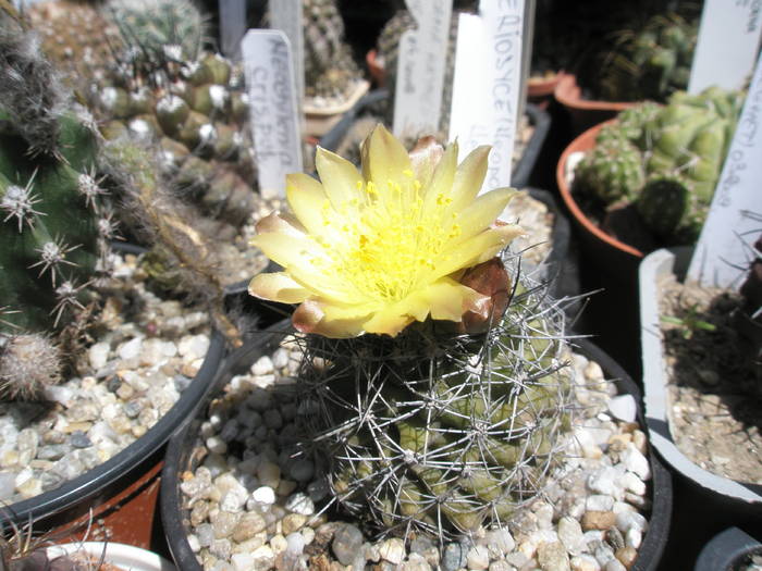 Neoporteria de la Lucian - 14.06 - DIVERSE specii de cactusi