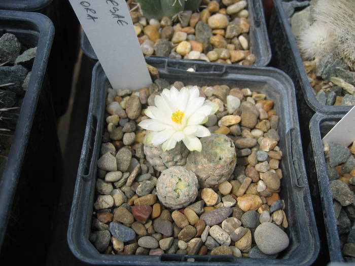albiflora1 - Cactusi la Constanta