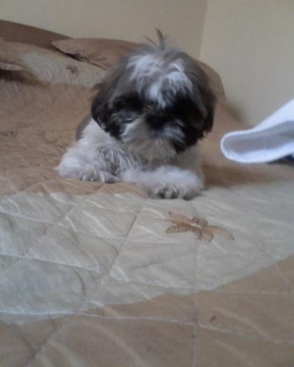 Shih Tzu Catei De Vanzare Paun