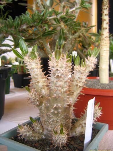 pachypodium_horambense