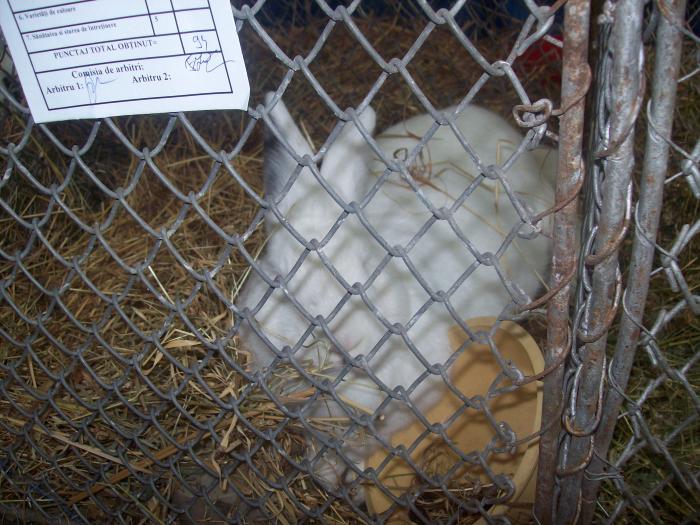 EXPO 2009 .01.09  CLUJ-NAPOCA 111