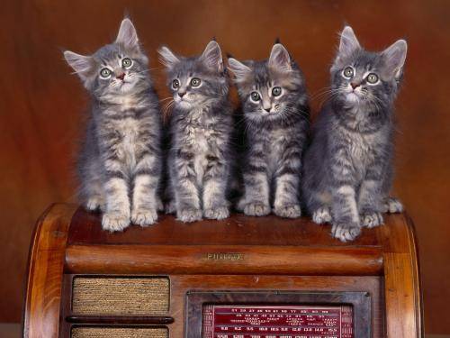 Coon Kittens Cats Wallpapers Poze Pisici Pisicute Pictures - pisici