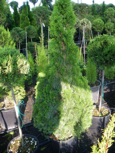 IMGP0326 - arbusti ornamentali