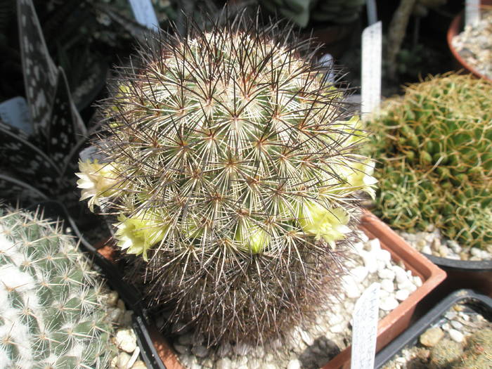 Mammillaria microhelia - 18.05 - Mammillaria