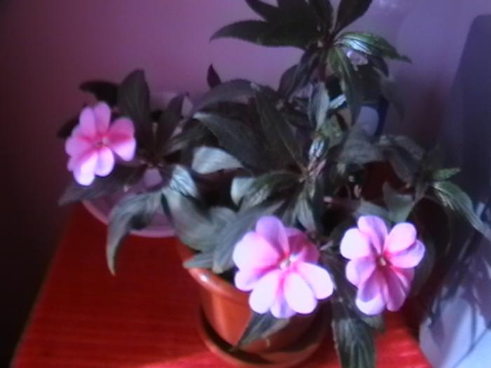 IMGA0075; impatiens
