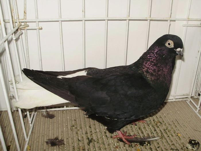 negru ca 3 - 1509 rom zb