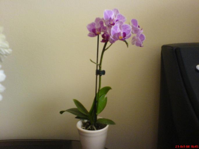 miniphale - orhidee