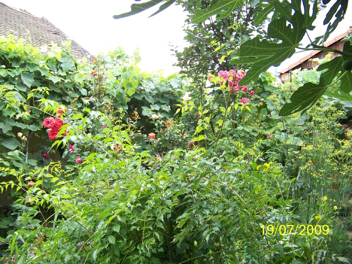 100_8246 - Iulie 2