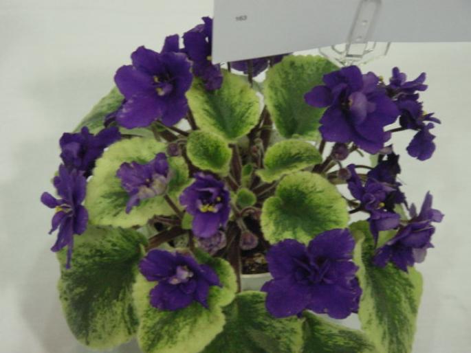 Robs_Shadow_Magic_2005avsa - violete de pe net 1