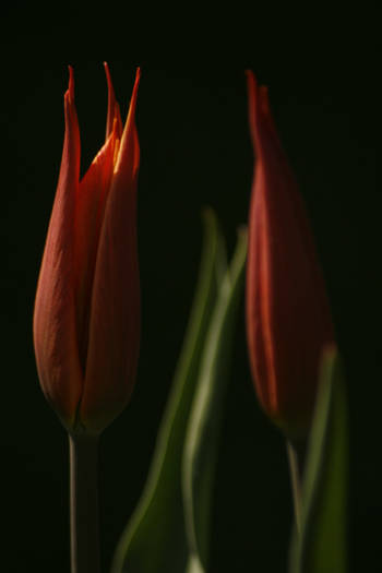 Ballerina - garden 2009