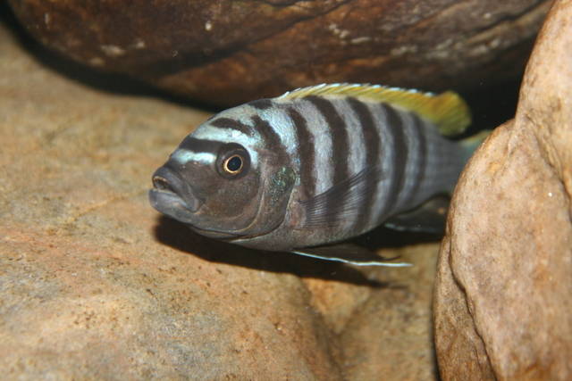 8b2ac3d5 - African Cichlid