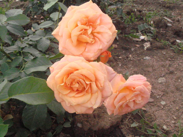 DSC01450 - trandafiri Romaniei