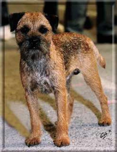 BORDER TERIER - RASE CAINI