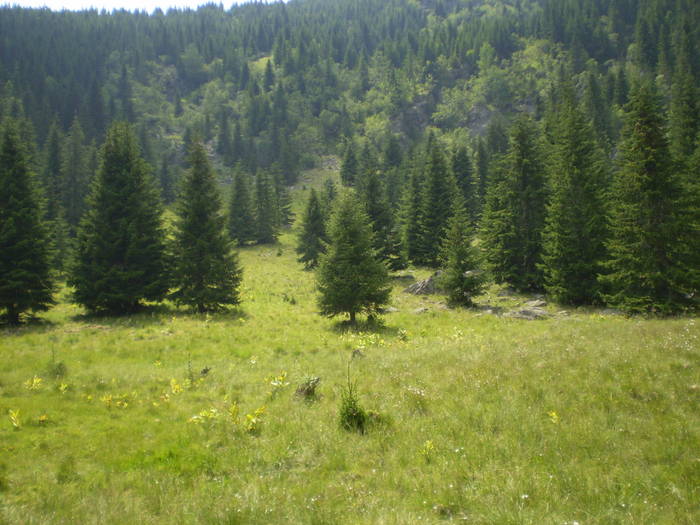 LATORITA CASCADA MOARA DRACILOR 100