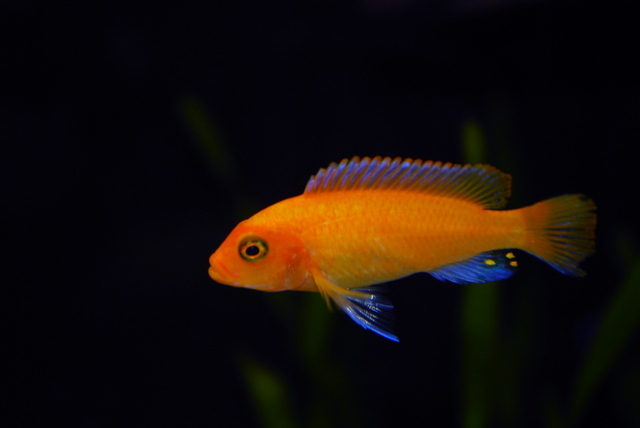csc0233