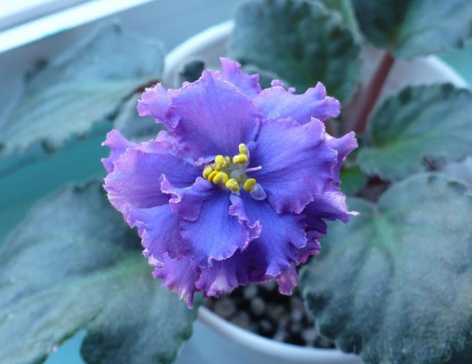 Ozio - sport - Violete africane