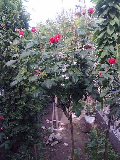 Imagine0196 - trandafiri