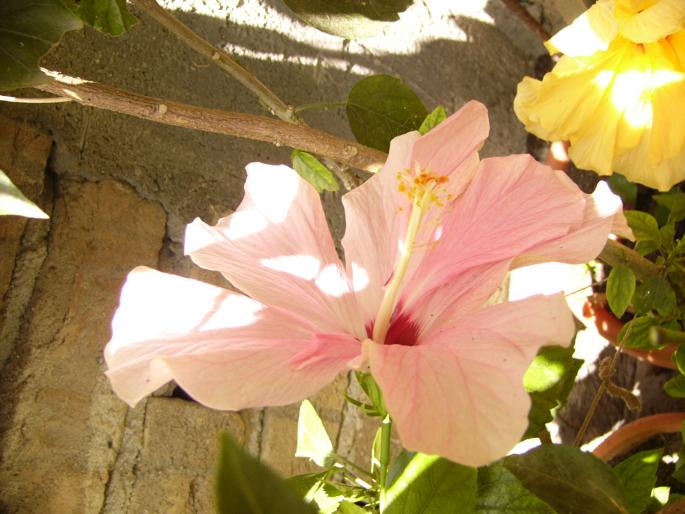 P1140033 - Hibiscus