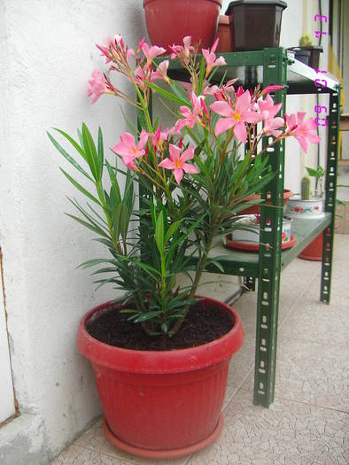 Nerium oleander - leandru - mihaelas