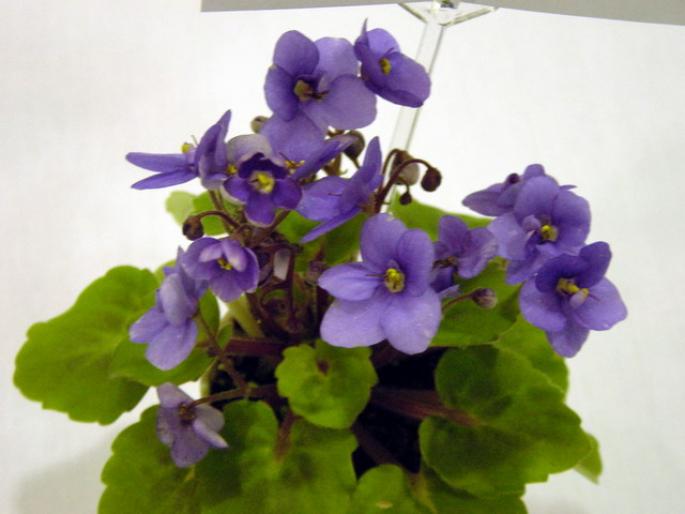 persian_prince_2005avsa - violete de pe net 1